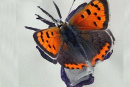 Eye-Popping Butterflies of NZ