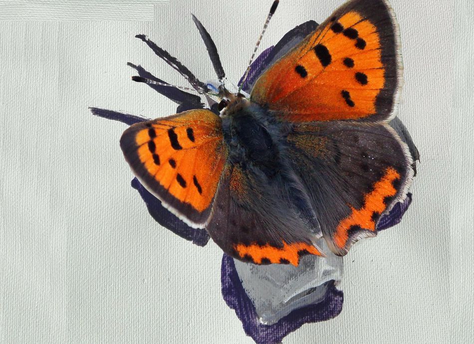  Eye-Popping Butterflies of NZ