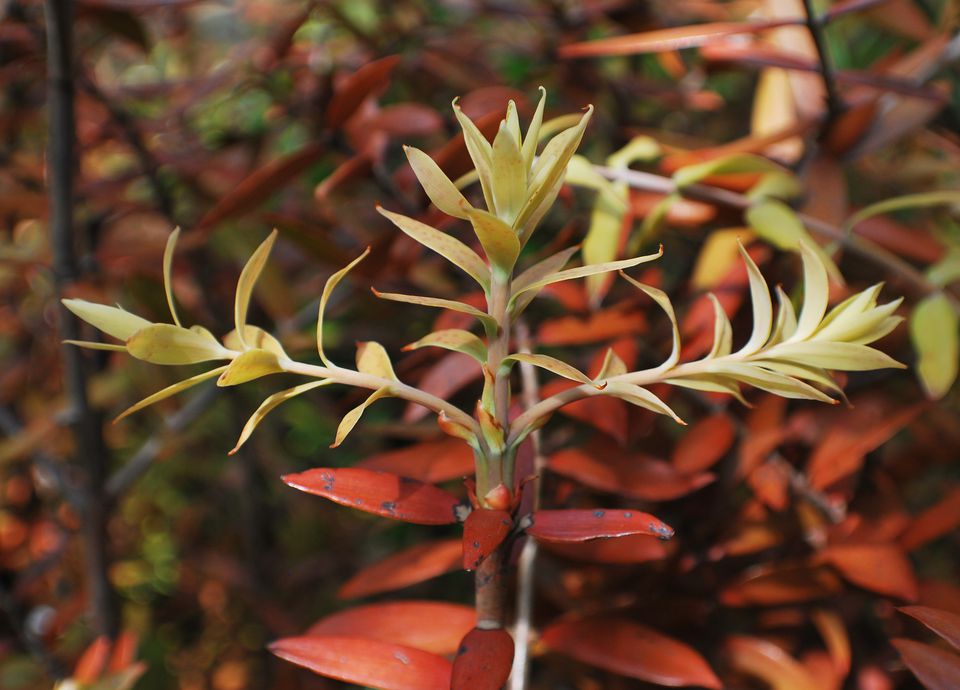  The Kauri project, new growth on Kauri from Mc Cahon saplings (2018), Courtesy of the collective.