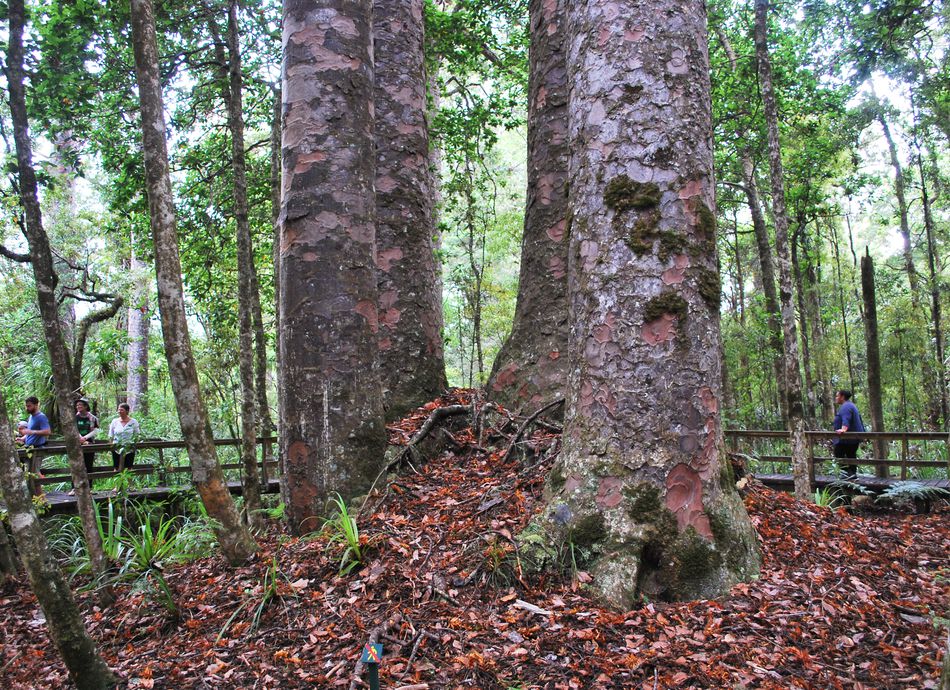  Cutting the Legs of the Ancestors or Binding the Broken Wounds - A Call to Action