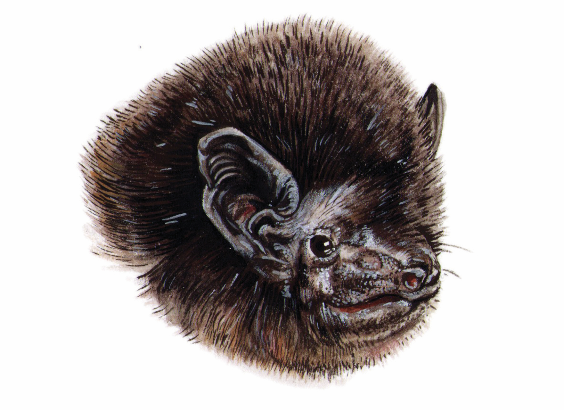 Pekapeka-tou-roa Life, Flight & Plight | Corban Estate Arts Centre