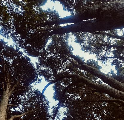 Rongoā Māori - A Conversation