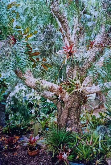  Curator’s Tour: Her heirlooms in my garden