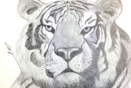  Learn to Draw