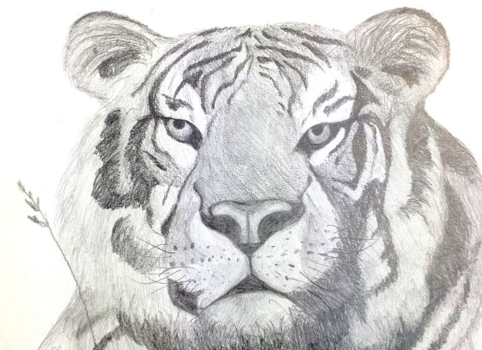  Learn to Draw