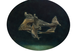  Specularium
