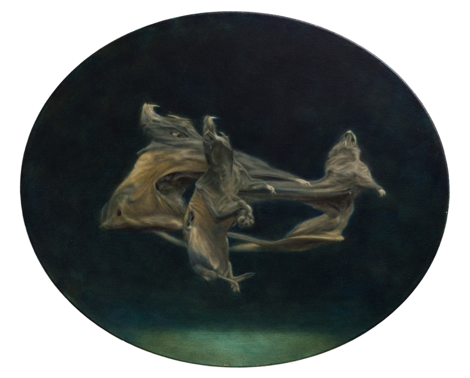  Specularium