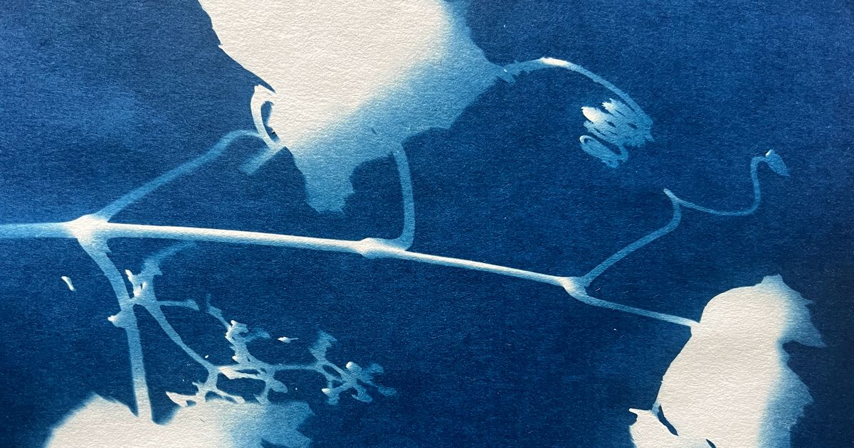Introduction to Cyanotype | Corban Estate Arts Centre