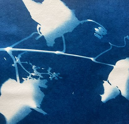  Introduction to Cyanotype