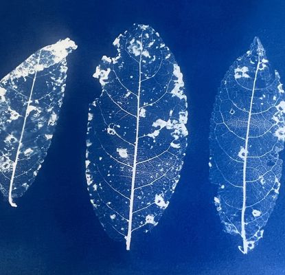  Capturing the Sun: Cyanotype Printing