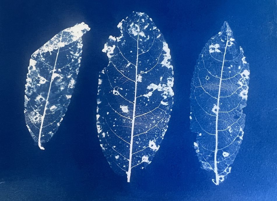  Capturing the Sun: Cyanotype Printing