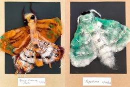  An Eclipse of Felted Moths