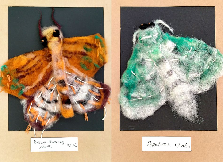  An Eclipse of Felted Moths